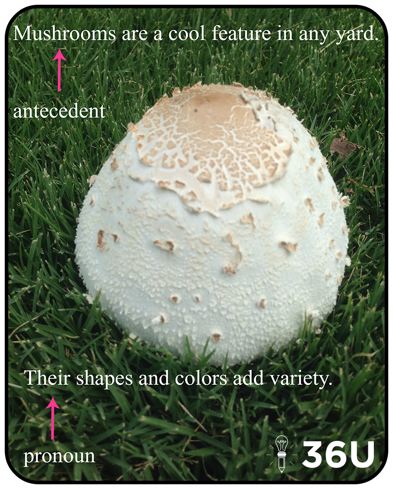 Mushroomtip4.21.16(M)