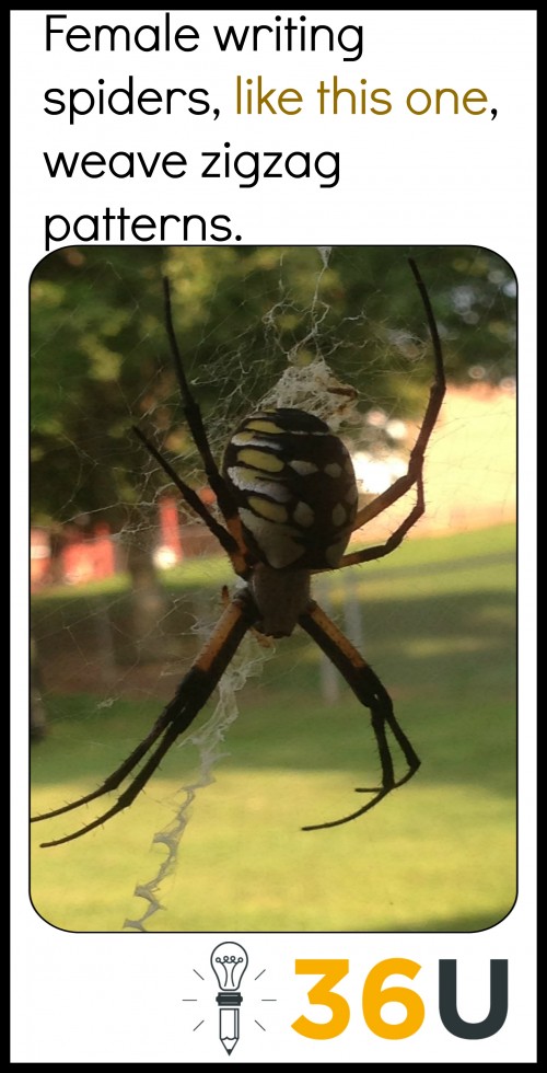 SpiderTip8.27.15