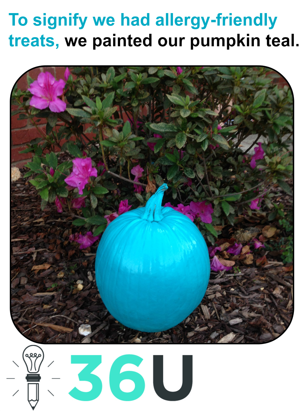 teal pumpkin (M)
