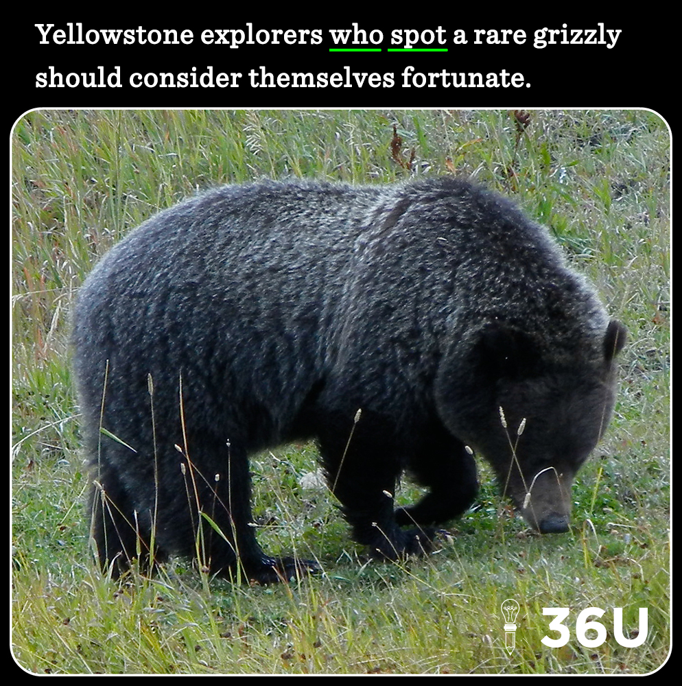 Grizzly1.6.17v2.1